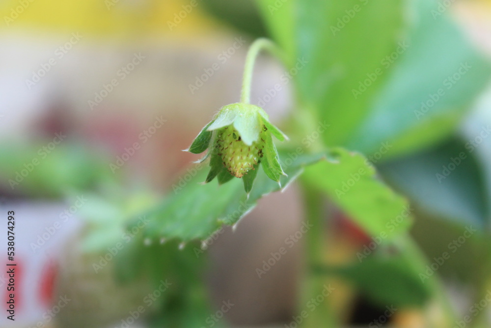 Strawberry flower that starts to develop into fruit
Strawberry flower that starts to develop into fruit
