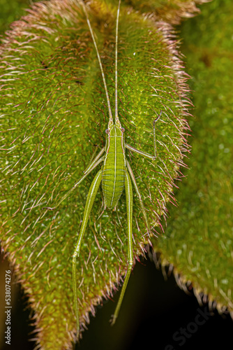 Leaf Katydid Nymph photo