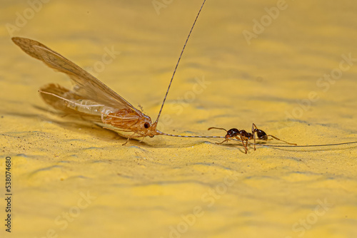 Adult Female Big-headed Ant preying on an Adult Caddisfly Insect photo