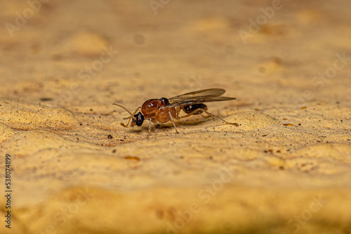 Male Adult Myrmicine Ant photo