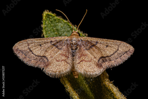 Adult Geometer Moth photo