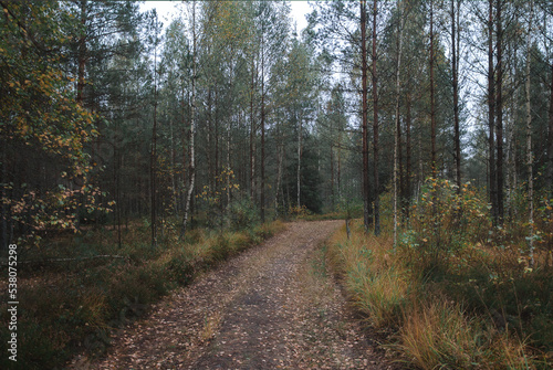 The road in the autumn forest. Belarus