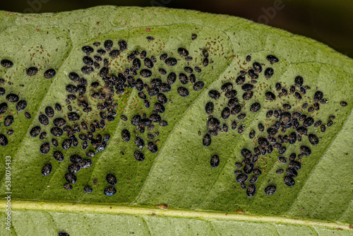 Citrus Black Fly Insect