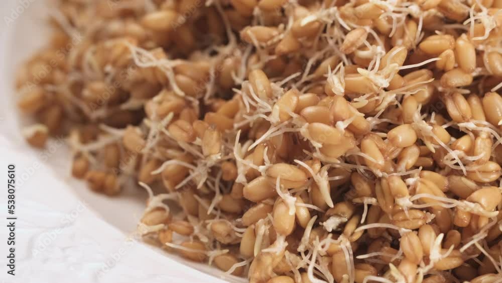 Wheat sprouts. Healthy protein-rich kollu vegan food. Table spin. Wheat sprouts. Healthy protein-rich kollu vegan food. Table spin.