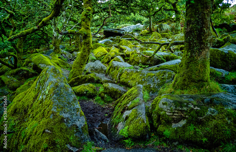 Wistman's Wood National Nature Reserve - mystic high-altitude oakwood on valley of the West Dart River, Dartmoor, Devon, United Kingdom Wistman's Wood National Nature Reserve - mystic high-altitude oakwood on valley of the West Dart River, Dartmoor, Devon, United Kingdom
