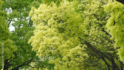 The beautiful garden view with the fresh green leaves and flowers in summer