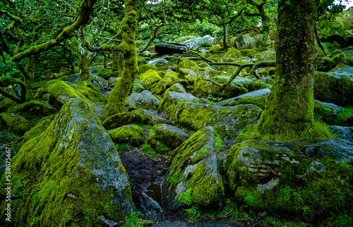 Wistman s Wood National Nature Reserve - mystic high-altitude oakwood on valley of the West Dart River  Dartmoor  Devon  United Kingdom