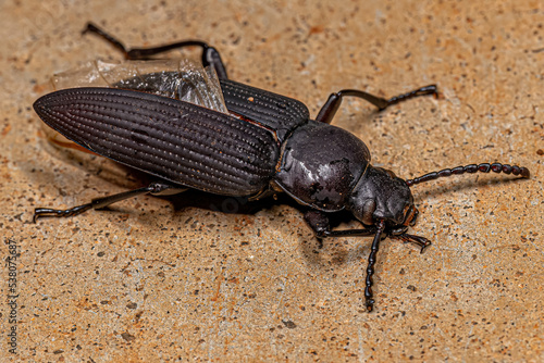 Adult Darkling Beetle photo