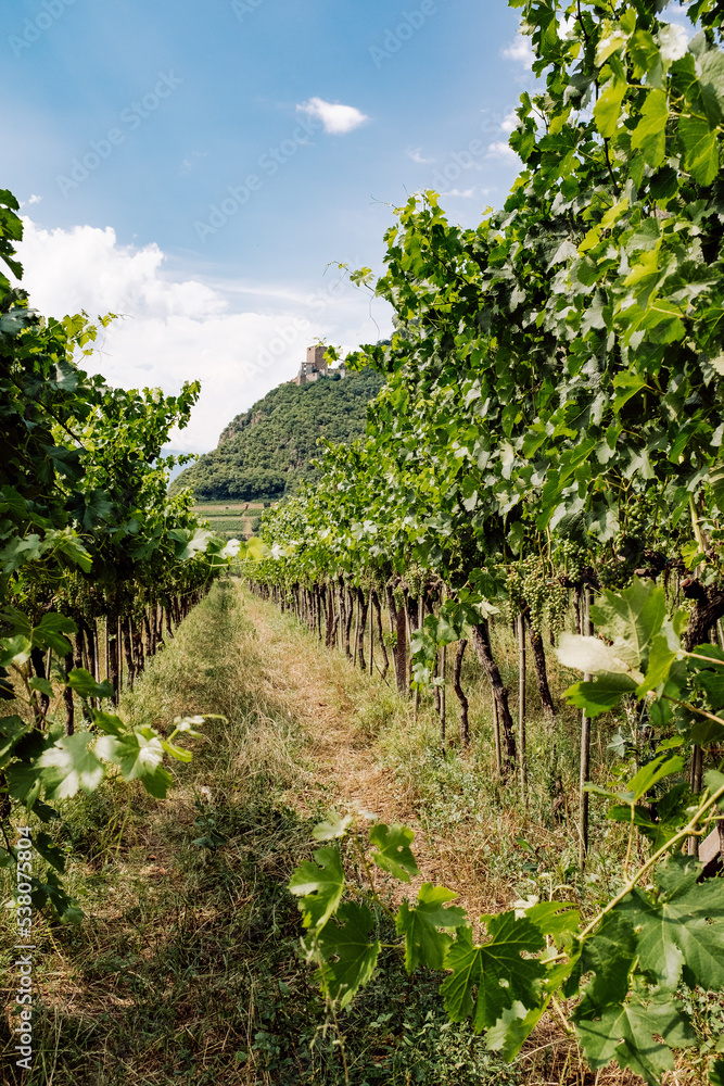 View down a Wineyard in Italy South-Tirol