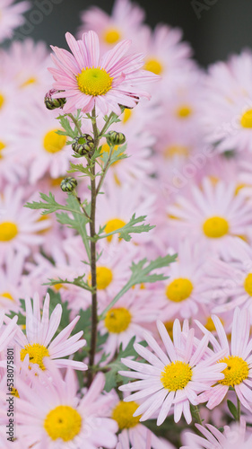 Argyranthemum pink flowers  silver bush flower  93