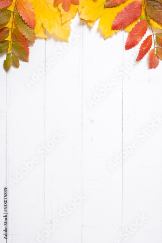 Multicolored autumn leaves on a wooden background. Copy space