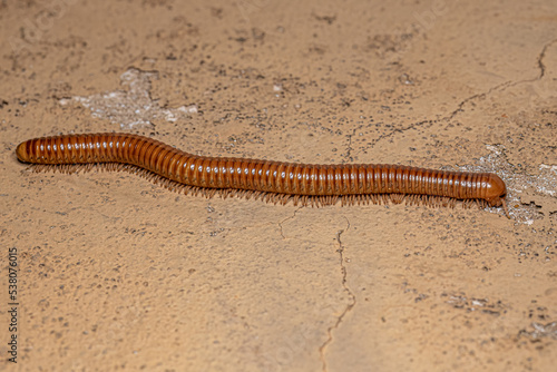 Ddult Millipede Arthropod photo