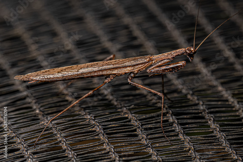 Adult Thespid Mantis photo