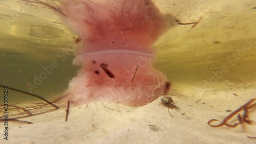 Pink Meanie (Drymonema larsoni) Jellyfish  photo