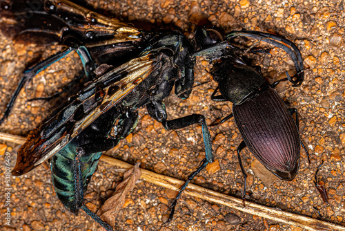 Adult Ground Beetle eating a dead Adult Tarantula-hawk Wasp photo