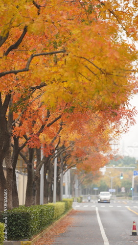 The beautiful autumn view with the colorful leaves on the tree in the city
