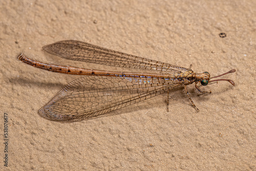 Vászonkép Adult Antlion Insect