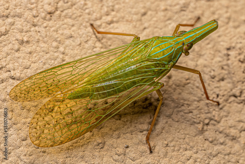 Adult Dictyopharid Planthopper Insect photo