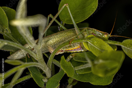 Adult Leaf Katydid photo