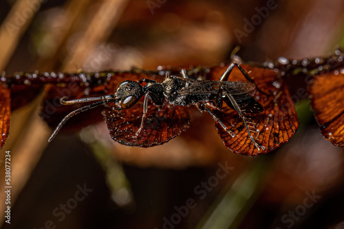 Adult Cockroach Wasp photo