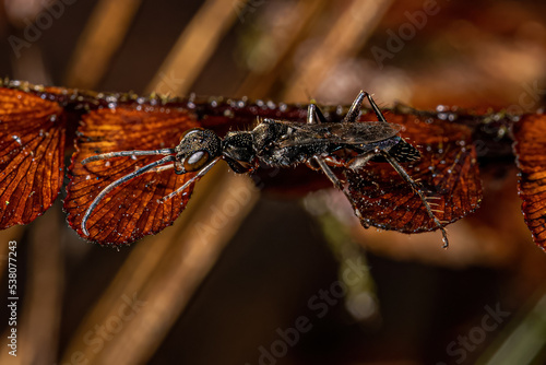 Adult Cockroach Wasp photo