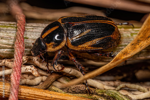 Adult Rhinoceros Beetle photo