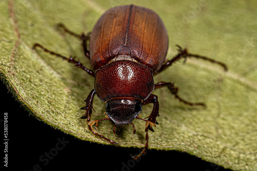 Adult June Beetle photo