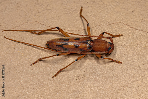 Adult Typical Longhorn Beetle photo