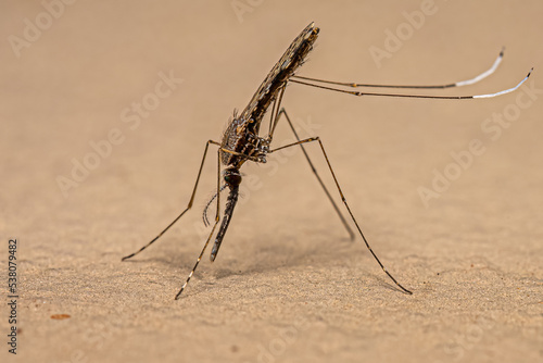 Adult Malaria Mosquito