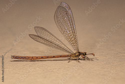 Adult Antlion Insect