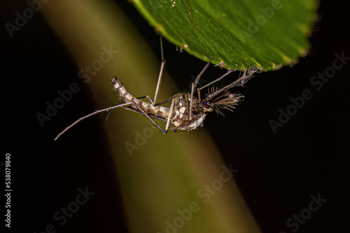 Adult Male Culicine Mosquito photo