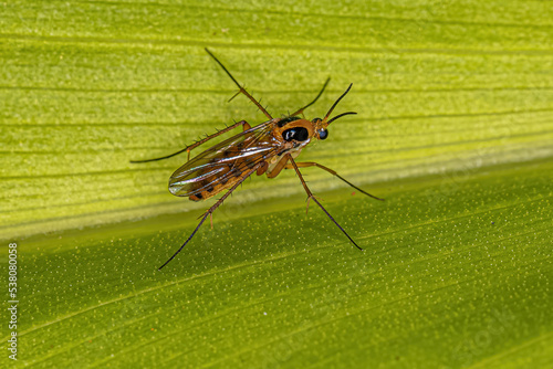Canvas Print Adult Fungus Gnat