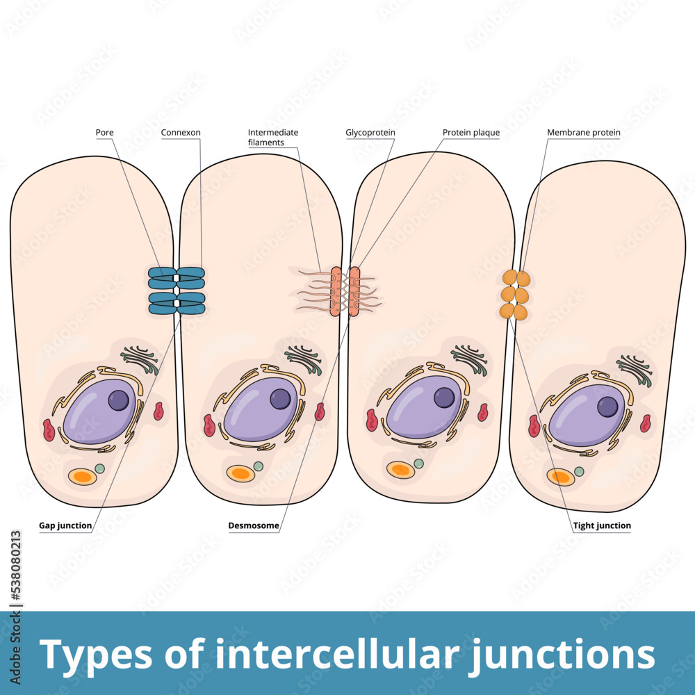 Stockvector Types of intercellular junctions. Gap junction (pore and