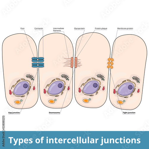 Types of intercellular junctions. Gap junction (pore and connexon), desmosome (filaments, glycoprotein, plaque) and tight junction. Connections between cells for stress resistance and communication.