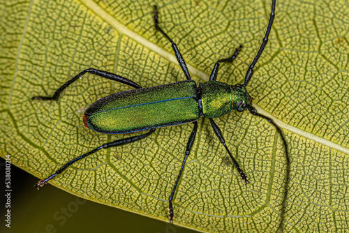 Adult Typical Longhorn Beetle photo