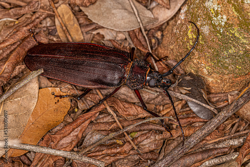 Adult Giant Prionid Beetle photo