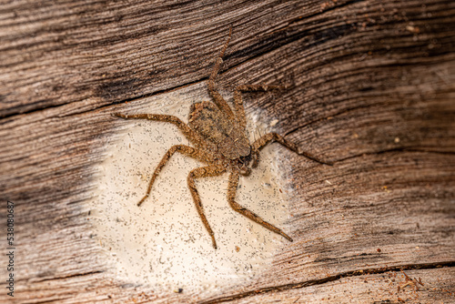 Small Crescent-eyed Spider photo