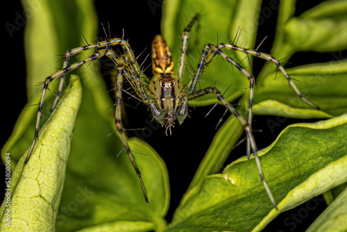 Small Male Lynx Spider photo