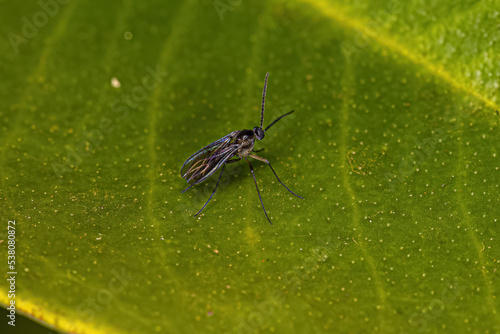 фотографія Adult Dark-winged Fungus Gnat