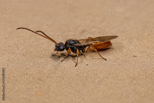 Adult Winged Male Ant photo