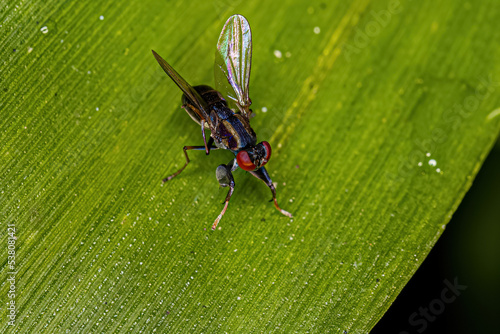 Adult Shore Fly photo