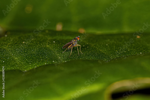 Adult Long-legged Fly photo