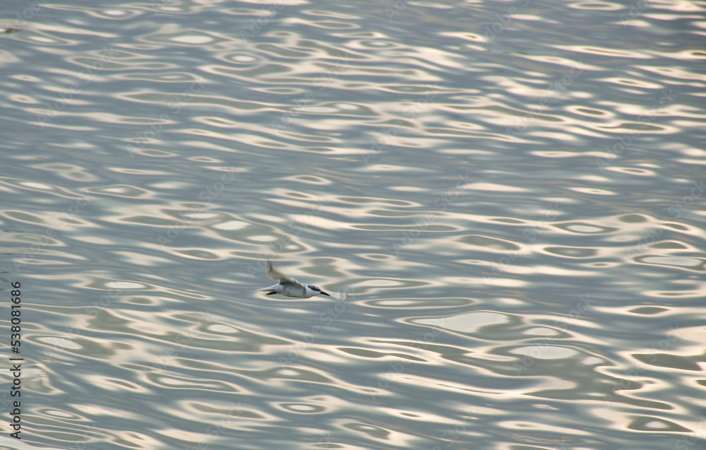 seagull flying to feeding food on sea at Bang poo travel location in Thailand seagull flying to feeding food on sea at Bang poo travel location in Thailand