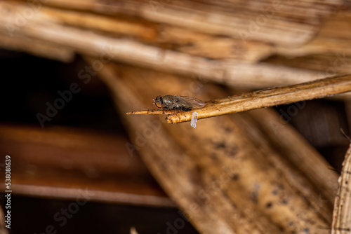 Adult Freeloader Fly photo