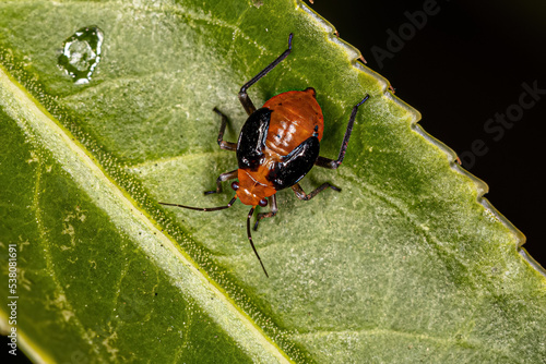 Plant Bug Nymph photo