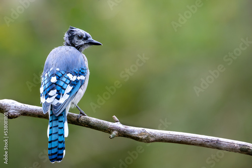 Foto A blue jay fledgling perched on a tree branch