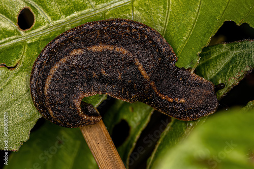 Adult Leatherleaf Slug photo