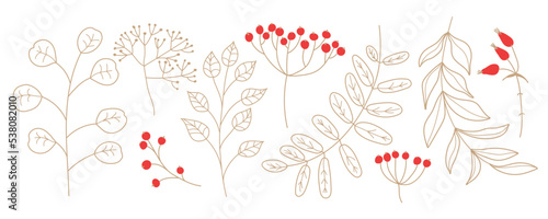 Plant sketch set. Winter golden and red colors plants. Vector illustration twigs and berries doodle style isolated on white background. Seasonal doodle. Rustic wedding greenery. Christmas florals