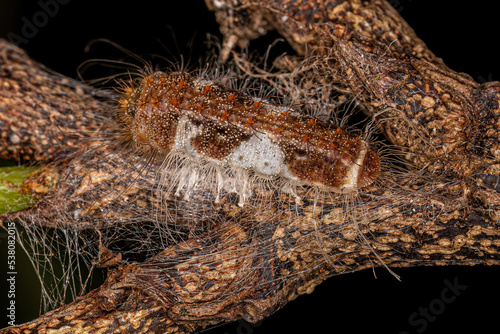 Small Butterfly Caterpillar photo