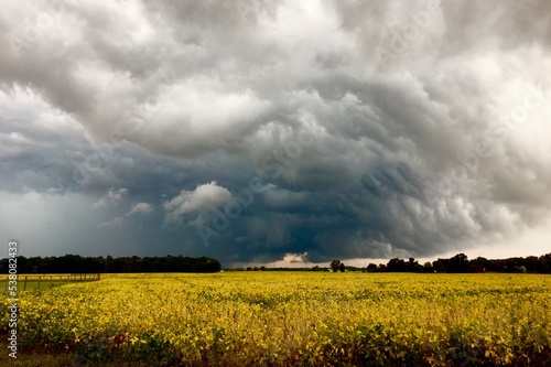 sky over the field